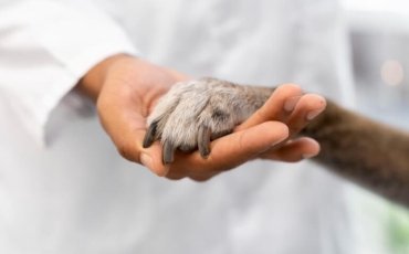 Conheça os benefícios para a saúde de ter um animal de estimação