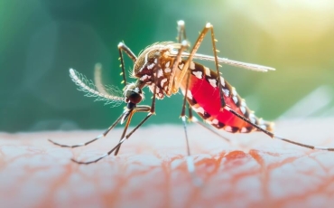 Conheça os riscos da dengue durante a gestação