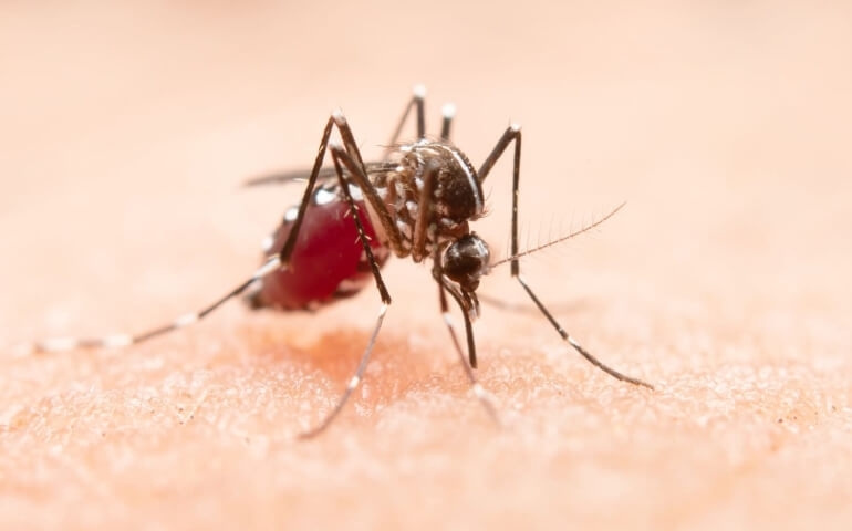 Como saber se estou com dengue?